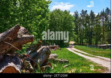 View along a forest path with the remains of felled trees on the left. The focus is on the rear stack of trees. Stock Photo