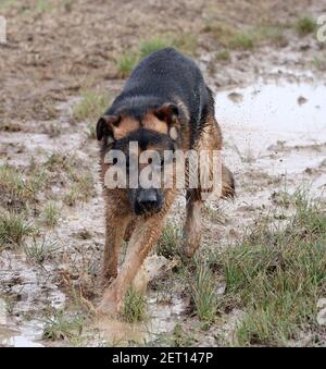 German Shepherd dog Stock Photo