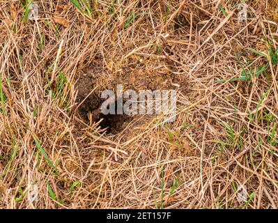 The wasp nest in the ground with a single defender on the edge of the entrance Stock Photo