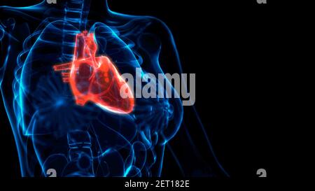 cg medical 3d illustration, human heart risk xray scan Stock Photo