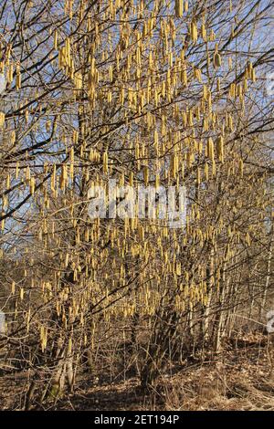 Many yellow hazel catkins hanging on hazel tree branches in the  background of blue sunny sky on an early spring day in Lithuania Stock Photo