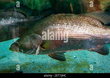 sole fish isolated / freshwater sole or river sole fish fresh isolated ...