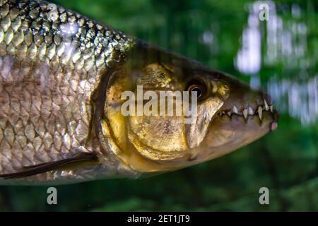 Singapore River Safari and Singapore Zoo Aquarium. Various aquarium, fishes and visitors of the park Singapore, April 14, 2018 Stock Photo