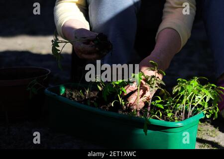 Tomato seedlings. The hand of a senior woman are planting the tomato seedlings into green container with the soil. Small tomato seedlings in the tray Stock Photo