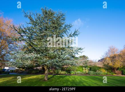 Cedar Tree, likely Blue Atlas Cedar tree (Cedrus atlantica Glauca) in a park in Winter in Marina Gardens, Littlehampton West Sussex, England, UK. Stock Photo