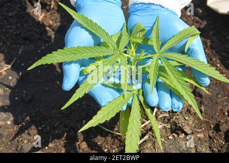 Man wearing surgical gloves holding a marijuana plant, Thailand Stock Photo