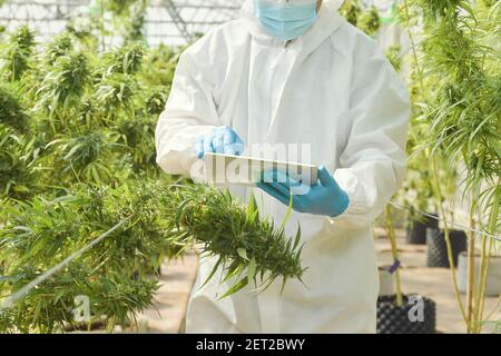 Man standing in a marijuana greenhouse using a digital tablet, Thailand Stock Photo