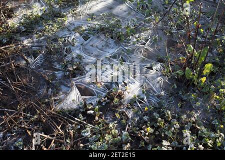Frozen pond water in winter with frosty leaves and ice covered water plants Stock Photo