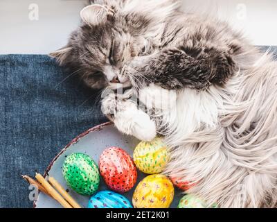 Charming kitten and Easter eggs painted in bright colors Stock Photo