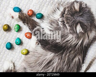 Charming kitten and Easter eggs painted in bright colors Stock Photo