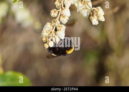 Queen, bumblebee species in the Bombus lucorum-complex on flowers of the Pieris japonica variegata of the heather family (Ericaceae). Late winter, Stock Photo