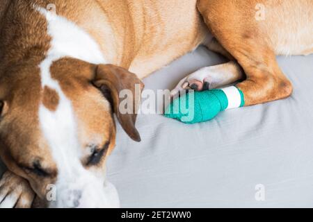 A dog with wounded paw in a medical bandage. Cute staffordshire terrier resting with hurt leg Stock Photo