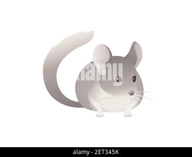 Little grey chinchilla cute fluffy pet cartoon animal design vector illustration isolated on white background Stock Vector