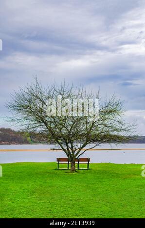 An empty bench next to an isolated tree with scenic view in Cold Spring Harbor State Park Long Island New York Stock Photo