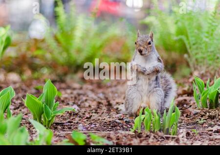 Close up view of a squirrel standing still in Manhattan New York Stock Photo