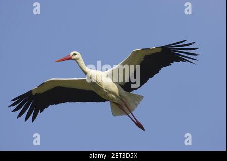 White Stork - In flight Ciconia ciconia Extremadura, Spain BI009650 Stock Photo