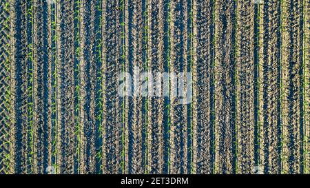 Drone view of a cultivated land with young shoots blooming in spring Stock Photo