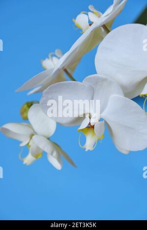 White orchid flower.Phalaenopsis.White exotic flowers on bright blue background.Houseplants and flowers.Growing orchids. Plants in pots. Care and Stock Photo