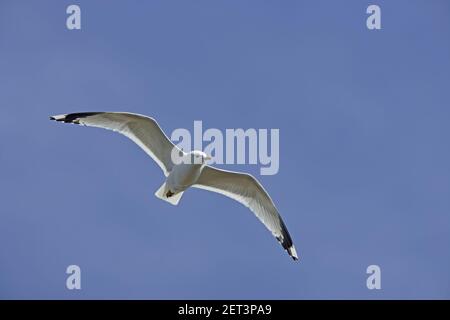 Common Gull - In flightLarus canus Yell Shetland, UK BI010357 Stock Photo