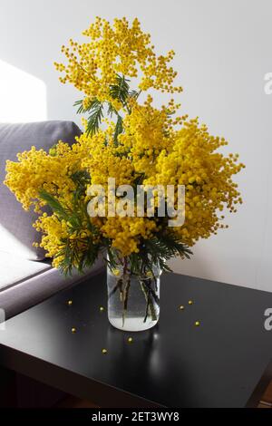 Mimosa or acacia spring yellow fluffy flowers bouquet in a glass jug on the black table in the sunny room. Silver wattle decorative branches. Stock Photo