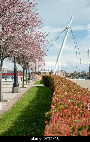 Pink flowering plum trees,red photinia fraseri bush hedge and modern bridge pylon in Oviedo, Asturias,Spain. Stock Photo