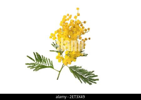 Acacia yellow fluffy balls and leaves. Mimosa spring flowers isolated on white. Silver wattle decorative plant. Stock Photo