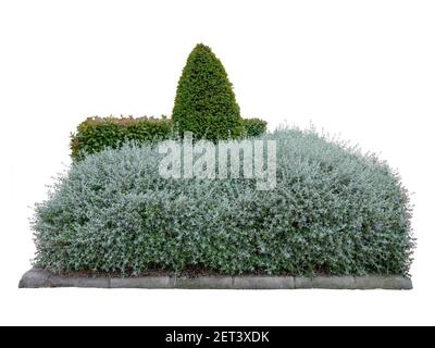 Shrubby germander and photinia fraseri bush hedges and conical pruned yew. Urban landscape design isolated on white Stock Photo