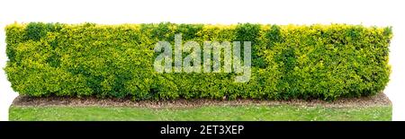 Variegated golden euonymus japonicus or evergreen spindle bush hedge isolated on white Stock Photo