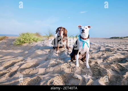 Old Chocolate labrador dog and mixed pointer dog sitting on beach, California, USA Stock Photo