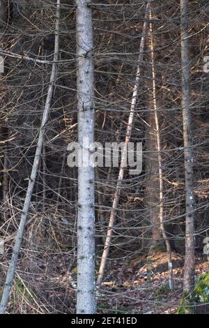 Dry branches in forest with some sun behind. Dry wood. Stock Photo