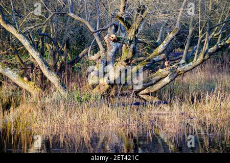 Flooded woodland on Chislehurst common, Kent, UK Stock Photo