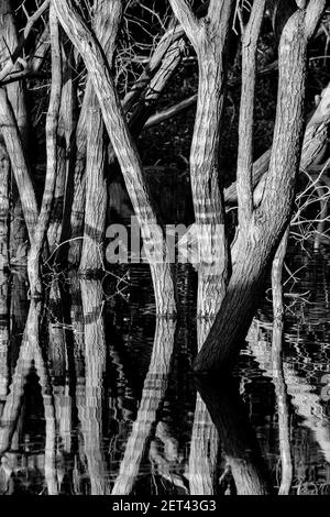Black and white nature photography: Reflections of trees in flooded woodland, United Kingdom. Stock Photo