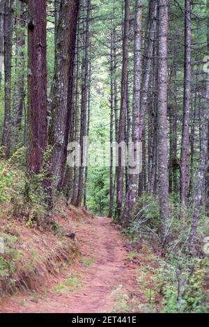 Beautiful walking trail in the middle of the forest Stock Photo