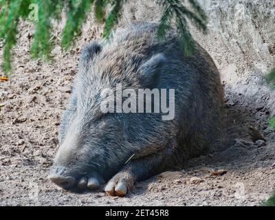 A closeup shot of a sleeping wild boar on the ground Stock Photo