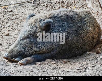 A closeup shot of a sleeping wild boar on the groun Stock Photo