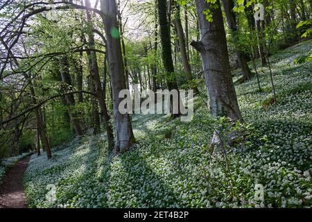 Swathes of wild garlic under backlit trees in woodland of the Cotswolds near Stroud, Gloucestershire, UK Stock Photo