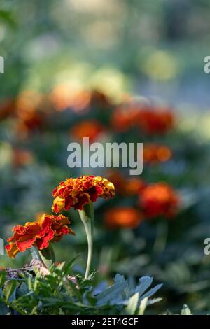 Calendula background. Close-up. over the beautiful leaf of the Tagetes erecta calendula flower, Mexican, Aztec or French marigolds in the garden Stock Photo