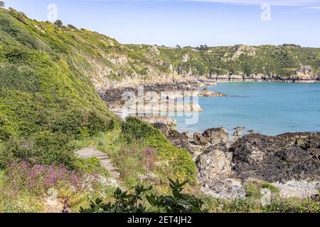 The beautiful rugged south coast of Guernsey - Wildflowers beside the coastal path around Moulin Huet Bay, Guernsey, Channel Islands UK Stock Photo