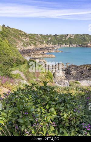 The beautiful rugged south coast of Guernsey - Wildflowers beside the coastal path around Moulin Huet Bay, Guernsey, Channel Islands UK Stock Photo