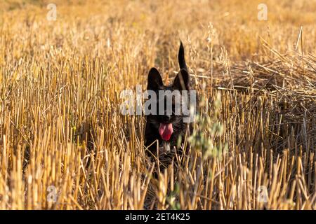 The little black dog is playing in the straw. A mixture of French Bulldog with Yorkshire Terrier playing in the field. Portrait of a small dog. Stock Photo