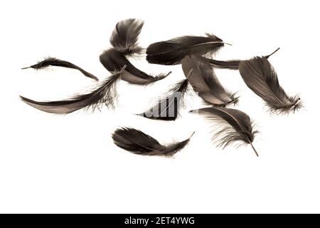 Black feathers isolated on a white background. Stock Photo