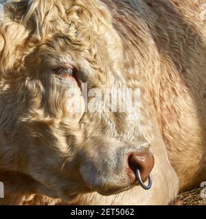 Side portrait of young bull with iron ring pulled through nostrils Stock Photo