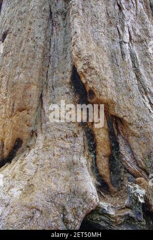 Base of Giant Sequoia Trunk(Sequoiadendron giganteum)  Sequoia National Park California, USA LA000600 Stock Photo