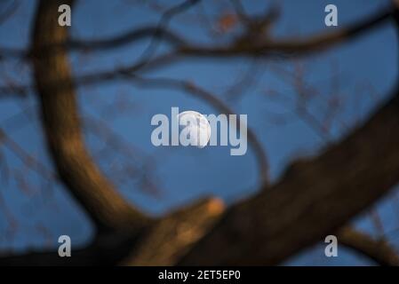 Half moon in winter between the branches of a tree Stock Photo
