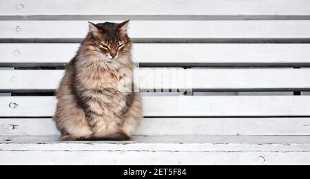 fluffy gray stray cat sitting on a park bench Stock Photo