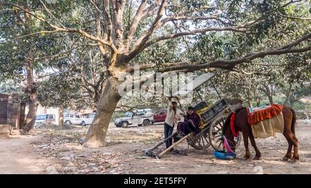 Malda, West Bengal, India - January 2018: Men sitting with their horse carts underneath mango trees in the village of Gour. Stock Photo