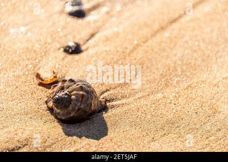 Seashell on wet sand on the beach at sunrise. Horse conch shell  or Triplofusus papillosus. Natural background of sea sand , vacation concept Stock Photo