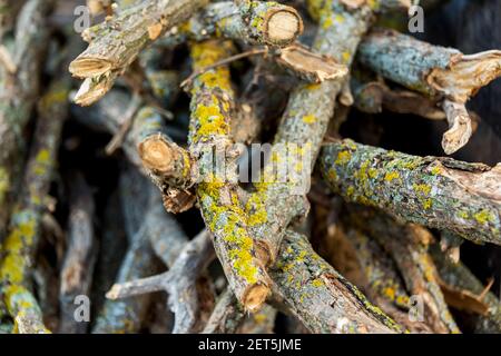 Dry tree branches prepared for a campfire, close up photo Stock Photo