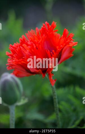 Papaver orientale 'Türkenlouis' UK & IRISH RIGHTS ONLY, OTHER RIGHTS CONTACT EWASTOCK.COM Stock Photo