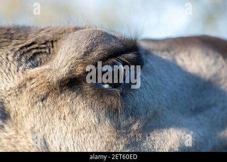 close up of head of lama at a farm in Holland Stock Photo